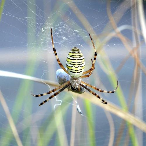 Réf. 308 885 : Argiope bruennichi